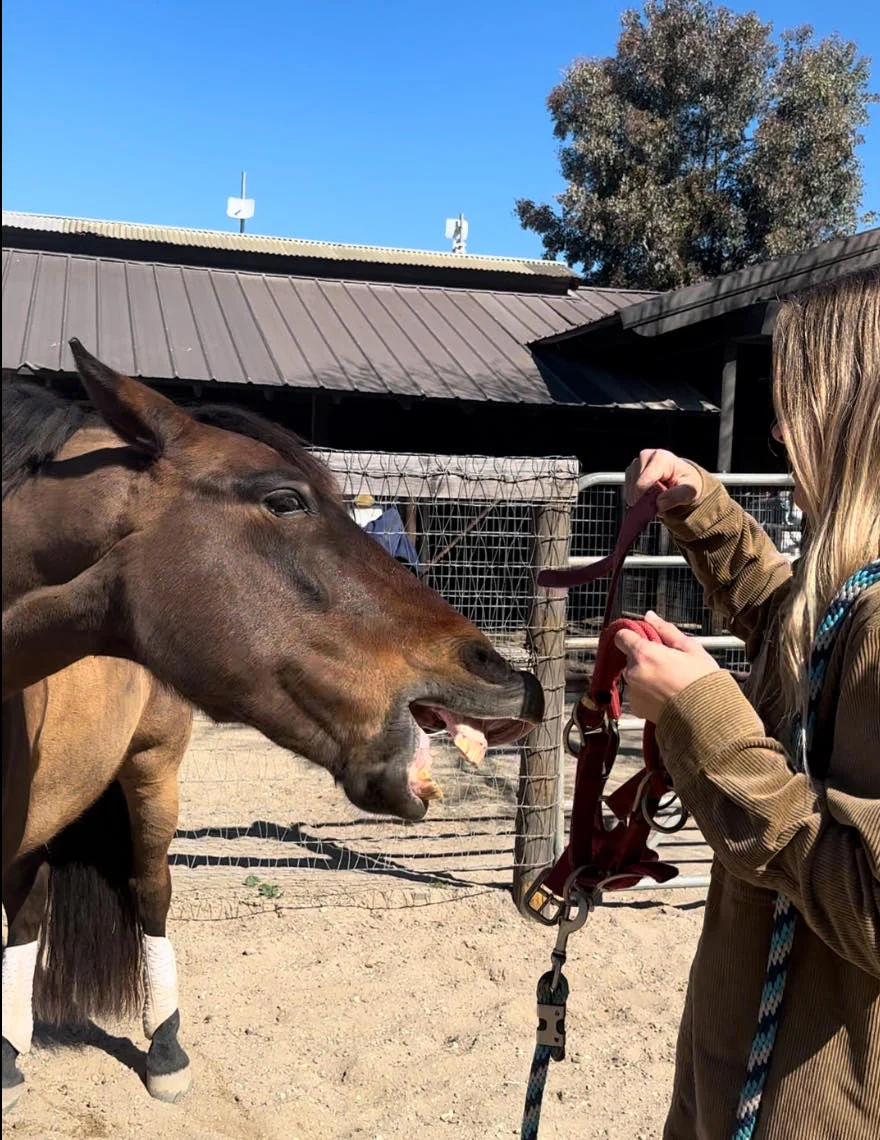 A Simple Solution for a Common Equine Concern: Understanding and Correcting Horse Biting