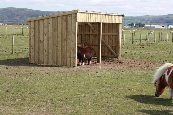 The Science of Equine Shelters Investigating Horse Preferences and Behavioral Impacts on Summer Pasture