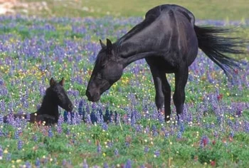 The Science of Stewardship Inside the Ongoing Research and Population Management of the Pryor Mountain Wild Horse Range