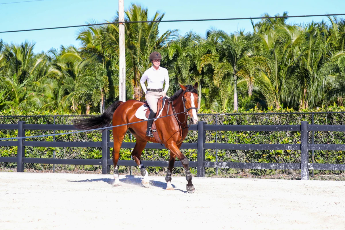 The Unseen Power of the Breath: A Fundamental for Equestrian Communication and Well-being