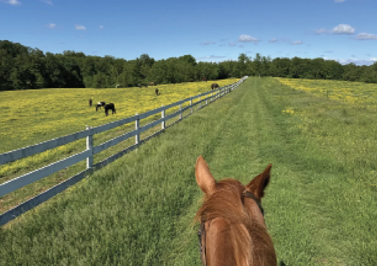 The Unspoken Art of Equestrian Modesty: Exploring the Profound Joys of Field Riding Beyond Competitive Arenas