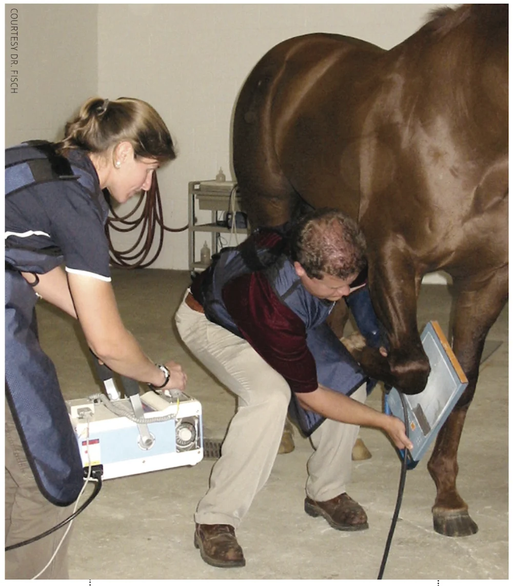 Achieving Equilibrium: The Paramountcy of Balance in Equine Joint Health