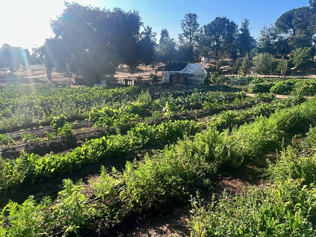 Alpine Acres Sanctuary Farm Showcases Bountiful Fall Harvest from Thriving Biological Gardens, Sustaining Animal Rescue Mission.