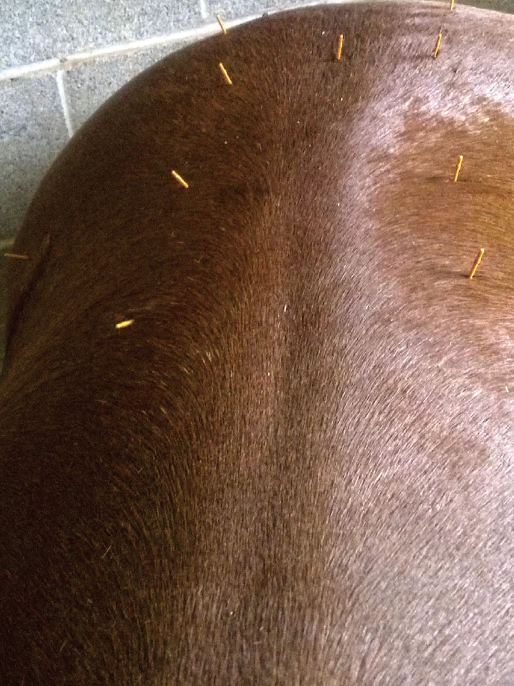 Barrel Racing Star Snazzy Nazzy’s Pelvic Injury Highlights Diagnostic Challenges in Equine Sports Medicine