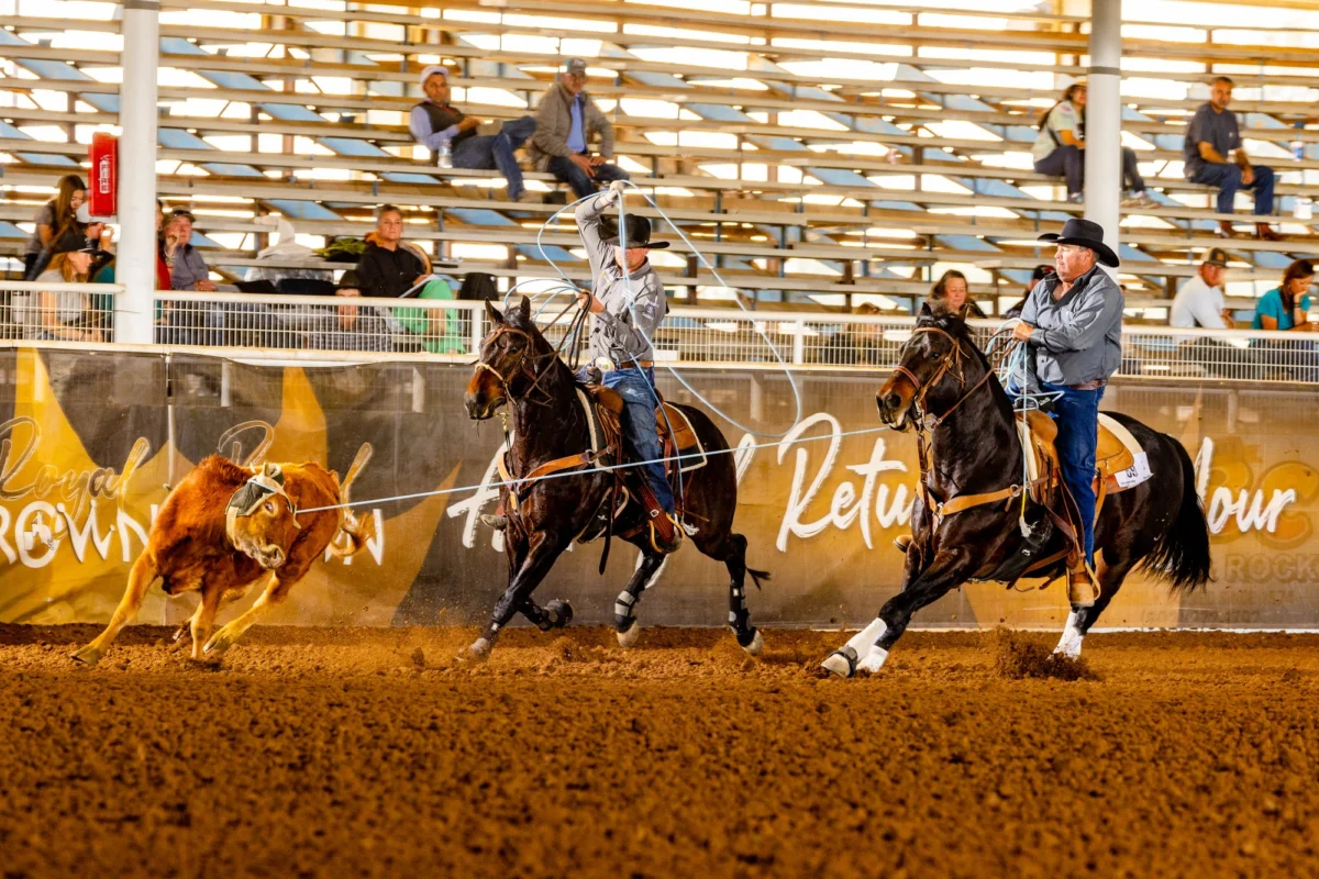 Beyond the Clinic: How Equine Veterinarians Balance Demanding Practices with the Thrill of Team Roping