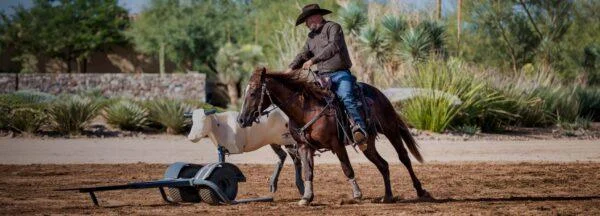 Building Confidence: How to Lead Your Horse to a More Secure Trail Experience