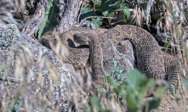 Cal Poly Launches Groundbreaking RattleCam Livestream Offering Unprecedented Glimpse into Colorado’s Secretive Rattlesnake Mega-Den