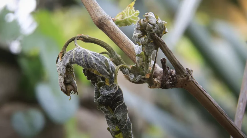 California’s Wine Industry Faces Existential Crisis Amidst Economic Headwinds and Regulatory Bottlenecks