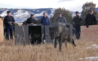 Confederated Tribes of Colville Reservation Rescind Wolf Transfer Agreement, Citing Tribal Sovereignty and Colorado Tribal Concerns