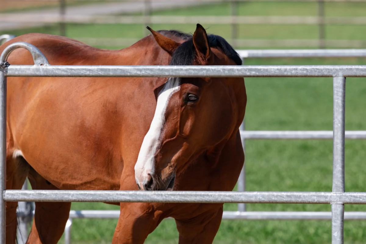 Confirmed Case of Potomac Horse Fever in Alberta Prompts Heightened Equine Health Vigilance