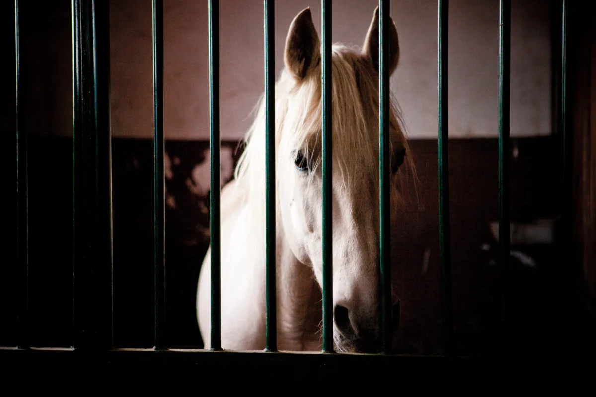 Confirmed Equine Influenza Case in Pierce County Prompts Heightened Biosecurity Alert for Washington Horse Owners