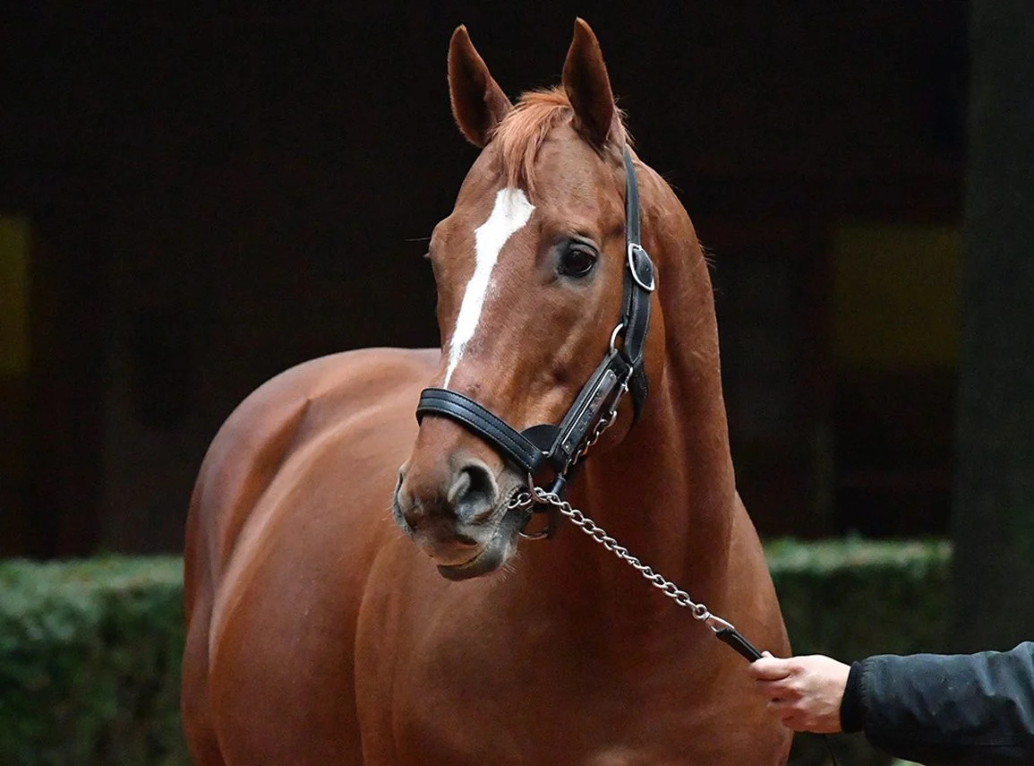 Curlin Set for Return to Stud Duty in 2027 as Hill ‘n’ Dale Announces Stallion Roster