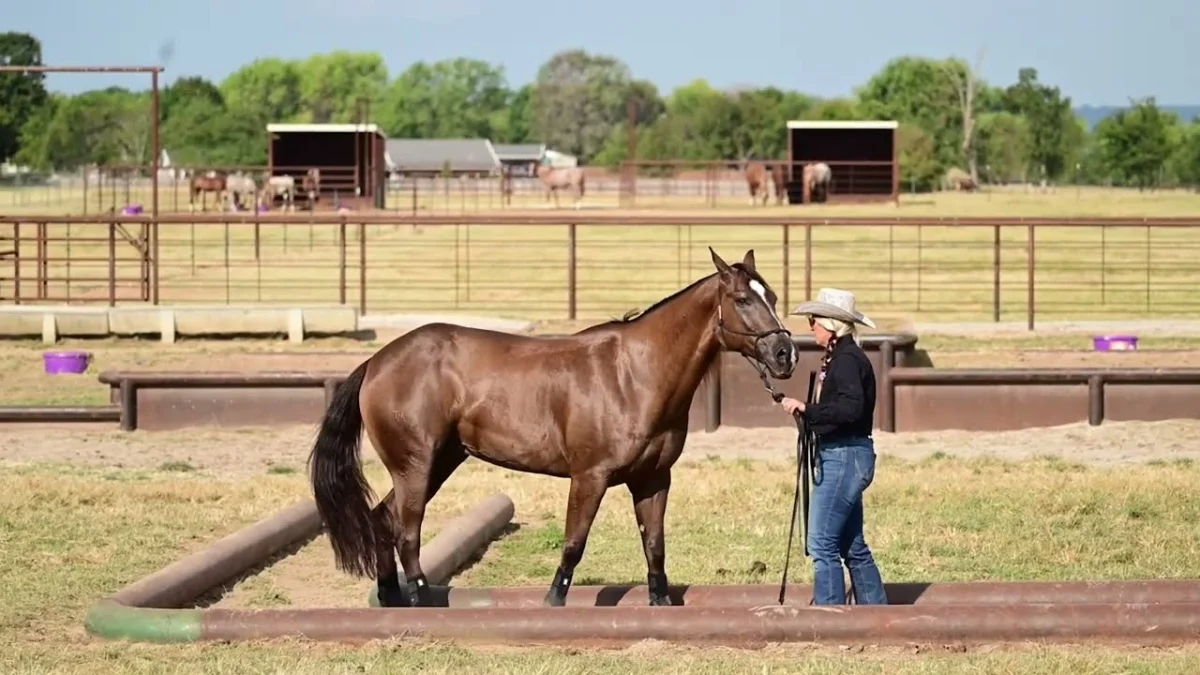 Dollar, an 8-Year-Old Registered American Quarter Horse Gelding, Available for Acquisition at Downunder Horsemanship Ranch