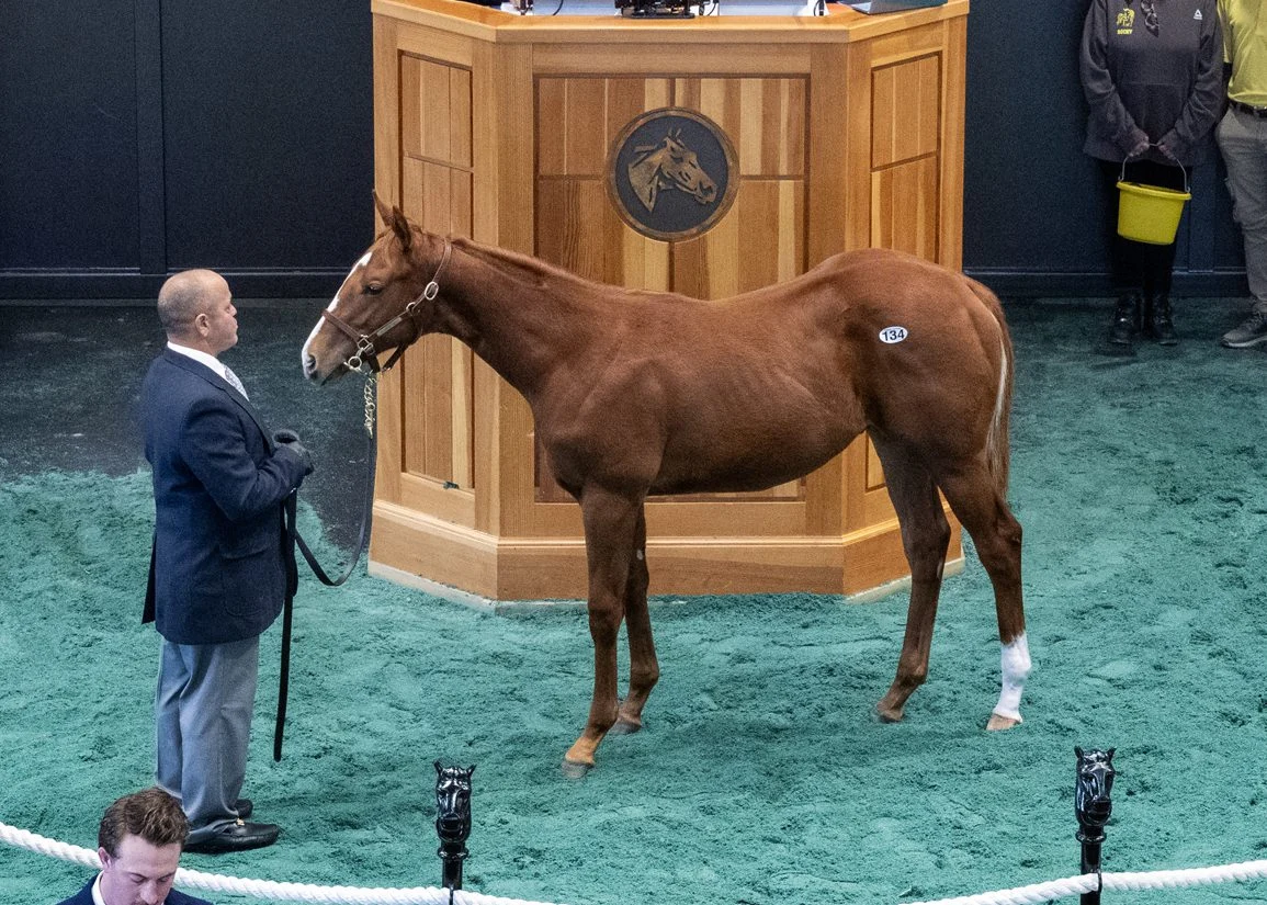 Dornoch Colt Tops Fasig-Tipton Saratoga Fall Mixed Sale with $260,000 Bid, As Sale Shows Growth in Gross and Median Despite Slightly Lower Average