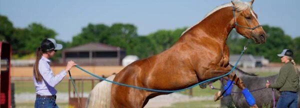 Downunder Horsemanship Announces Clinician Academy Scholarship Try-Out Clinics for Aspiring Professionals