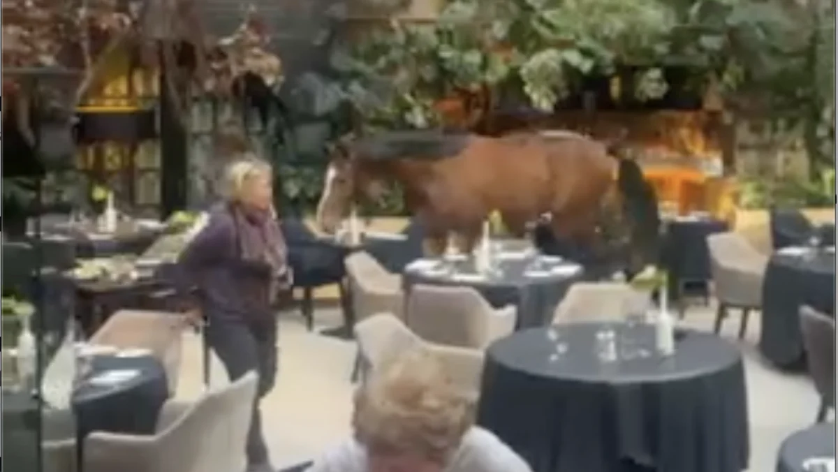 Equine Enters Elite Belgian Eatery: A Detailed Account of the Unexpected Culinary Visit at La Butte aux Bois