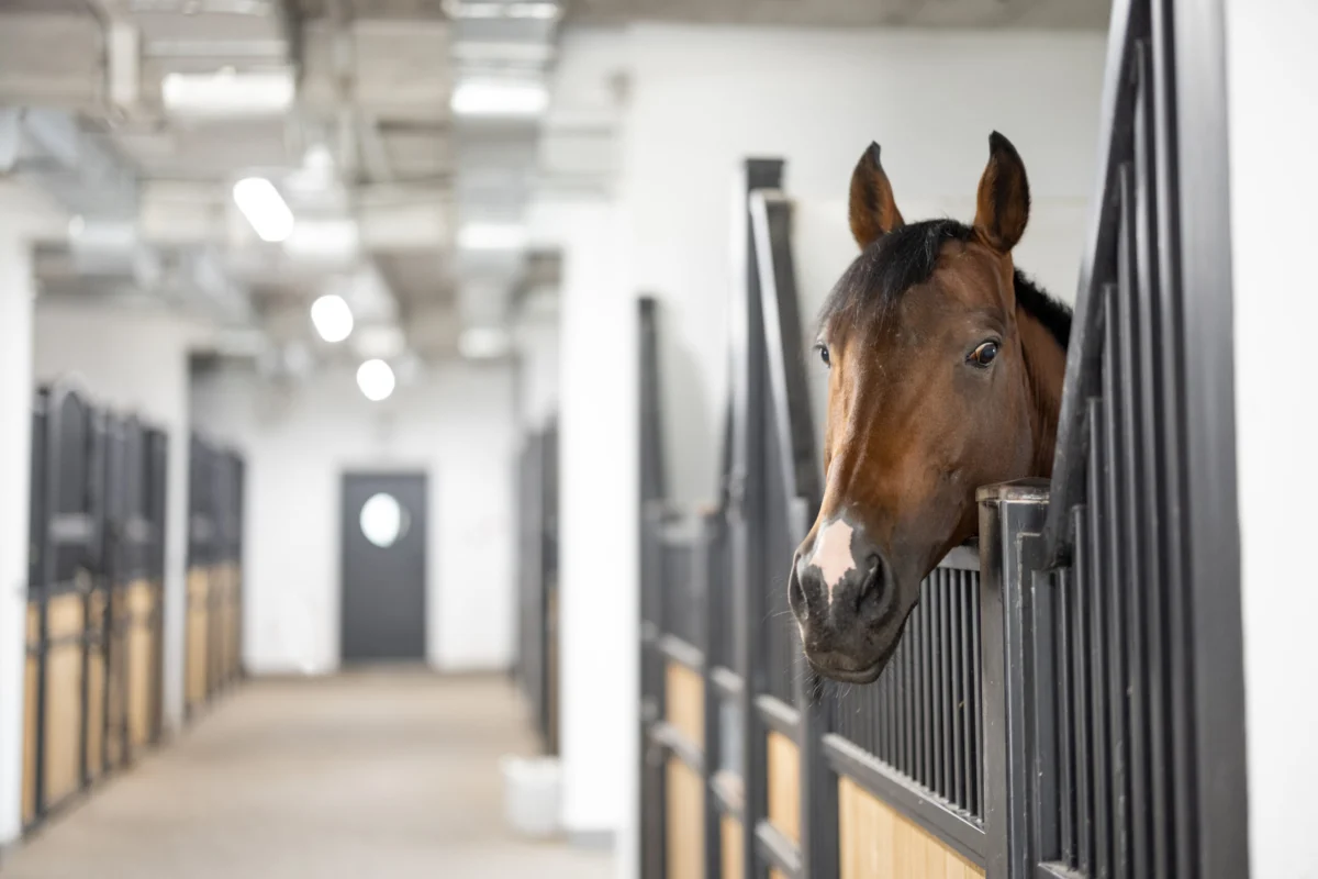 Equine Herpesvirus Myeloencephalopathy Confirmed in Los Angeles County, Prompting Extensive Quarantine Measures.