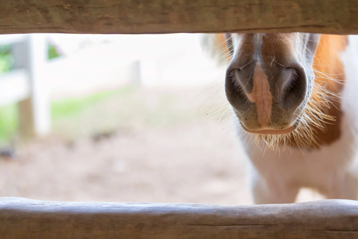 Equine Strangles Case Confirmed at Ottawa County Boarding Facility, Prompting Enhanced Biosecurity Measures and Community Vigilance