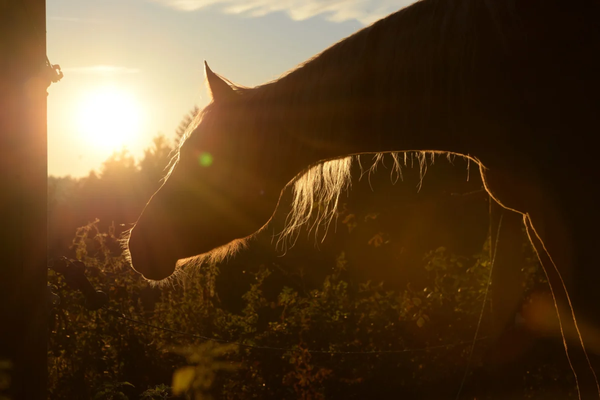 Equine WNV Cases Confirmed in Tennessee and California