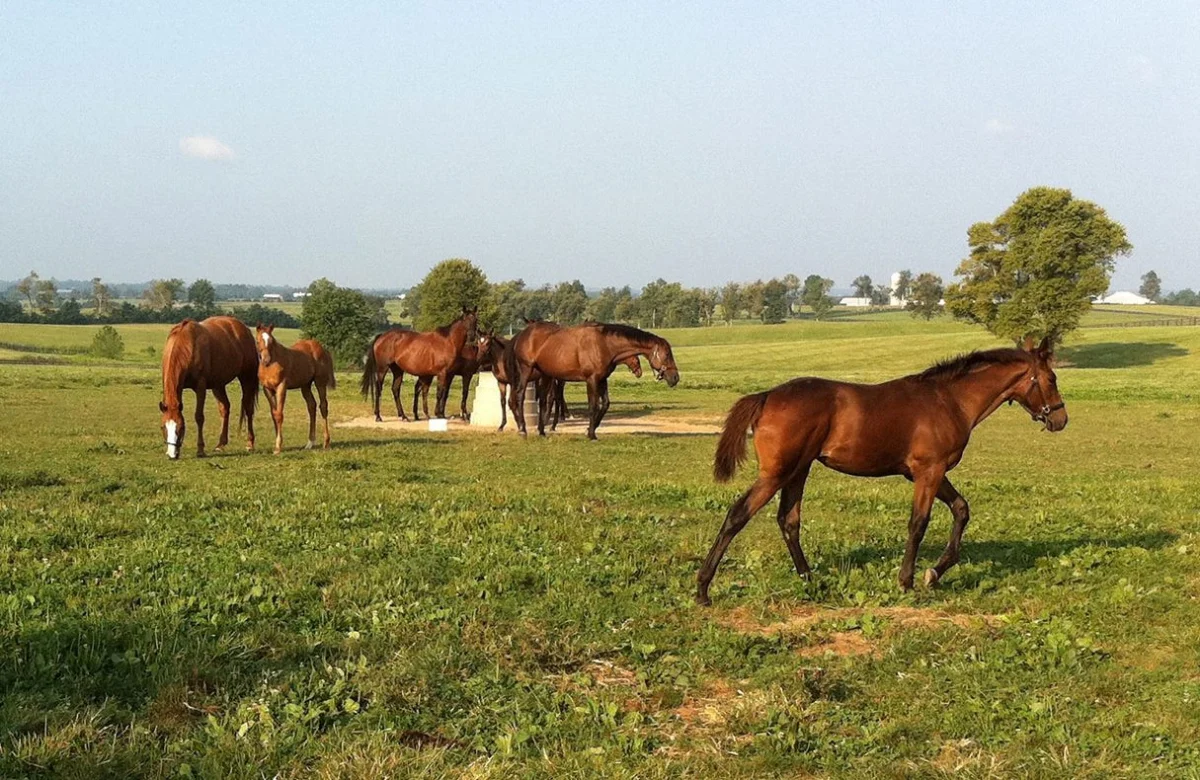Good Pastures Make Good Horses