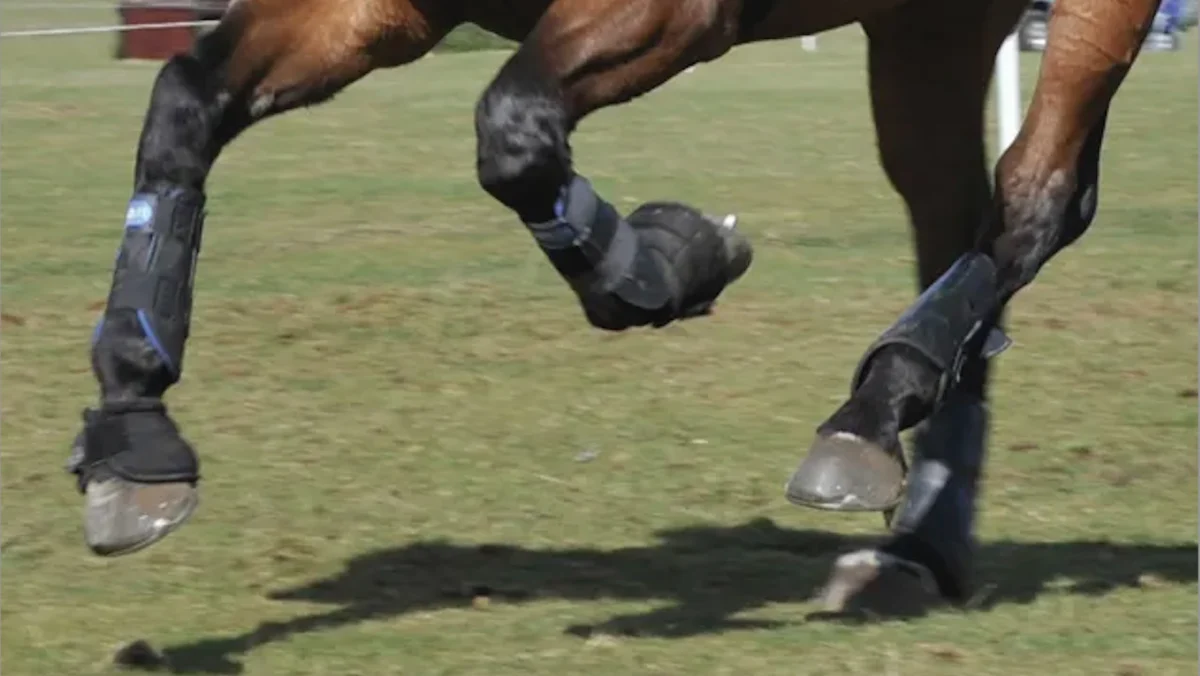 Independent Commission Launched for Comprehensive Safety Review Across British Eventing