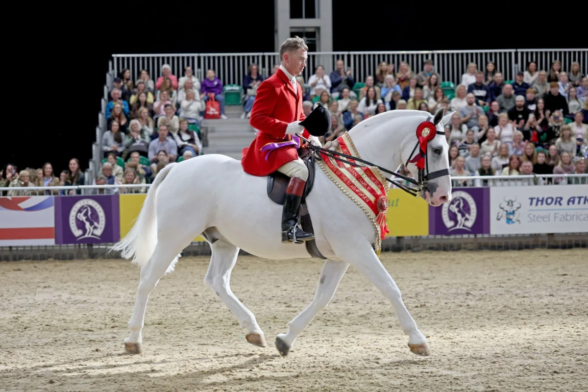 Monarch In The Mist Secures Coveted Maxi Cob Title at HOYS 2026, Cementing His Place Among Equestrian Elite