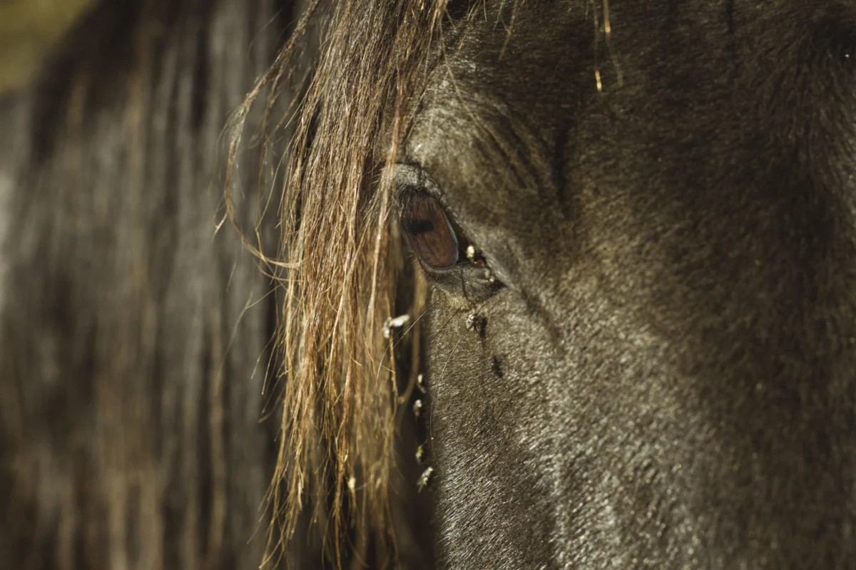 Multiple New Confirmed and Suspected Pigeon Fever Cases Identified in Oregon, Prompting Heightened Alert Across Equine and Livestock Communities
