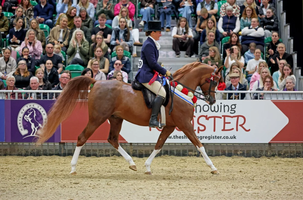 Natasha Nelson and Bugatti Crowned Champions at Horse of the Year Show in Prestigious Ridden Pure-Bred Arab Final