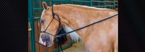 Navigating Equine Destructive Tendencies: Expert Insights on Boredom and Enrichment