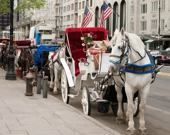 New York City Council Votes to Phase Out Iconic Horse-Drawn Carriages by 2028, Citing Safety and Welfare Concerns