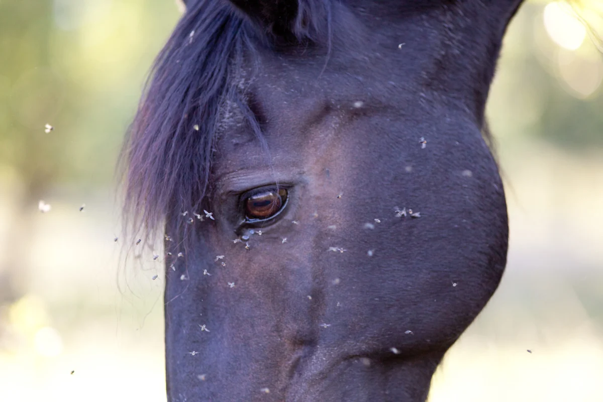 Oregon State Department of Agriculture Confirms New Equine Pigeon Fever Cases in Deschutes and Morrow Counties