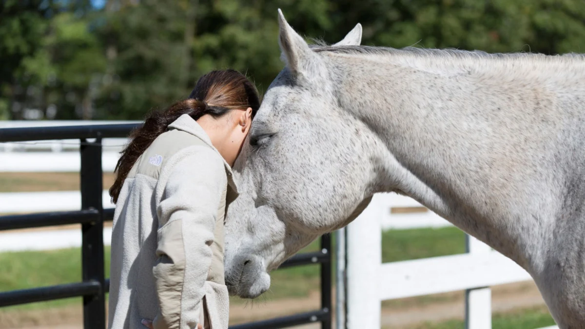 Pioneering Research Underscores Therapy Horses as Active Participants, Not Mere Tools, Revolutionizing Equine-Assisted Therapy Practices
