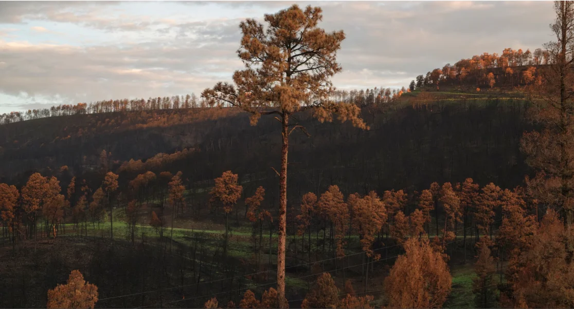Ruidoso Grapples with Unprecedented Post-Wildfire Flooding as Climate Change Amplifies Double Disaster Threat