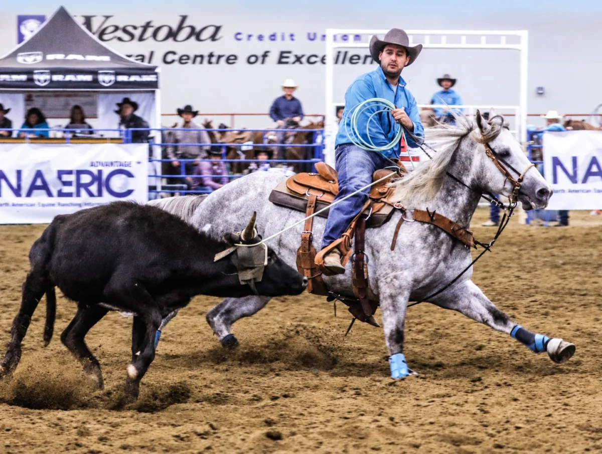 Stark Nickid: A New Breed of Versatility and Longevity in the Rope Horse Market