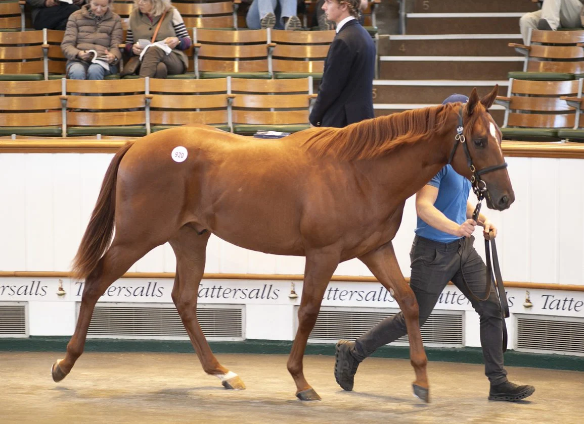 Tattersalls Book 2 Session Shatters Records as Lope De Vega Colt Commands 650,000 Guineas