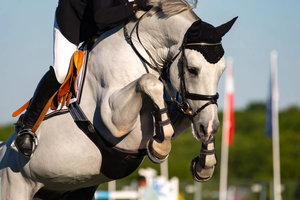 The Arduous Path to Recovery: Unveiling the Science and Dedication Behind an Elite Equine Comeback