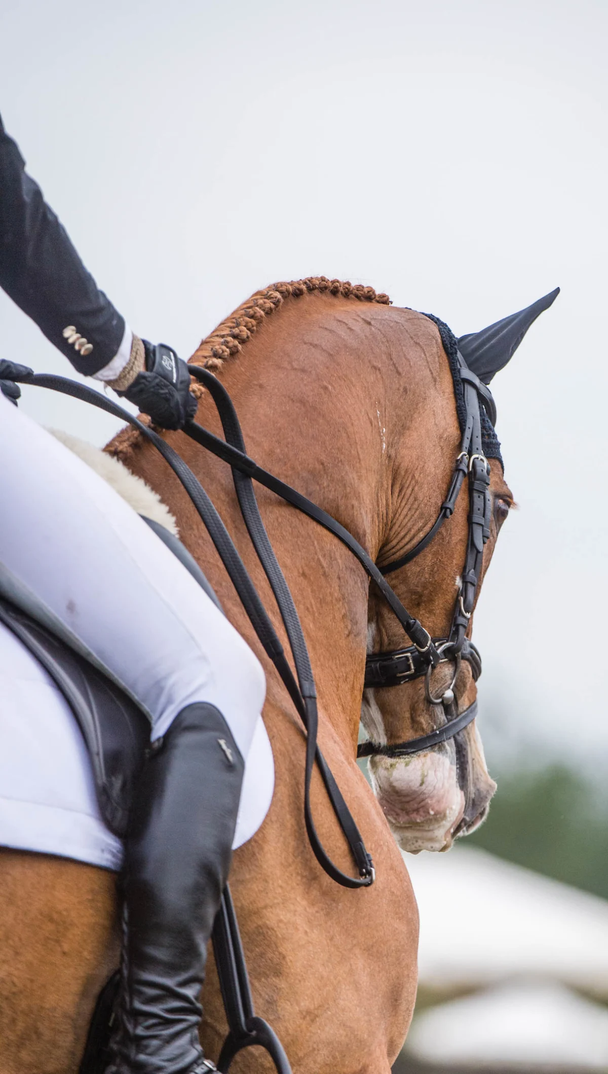 The Art of Encouraging Forwardness: Demystifying the Dressage Horse’s "On the Bit" Connection