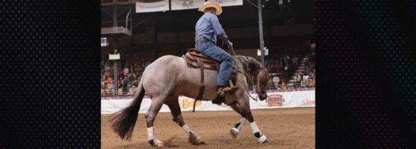 The Art of the Lead Departure: Patience and Progression in Equine Training