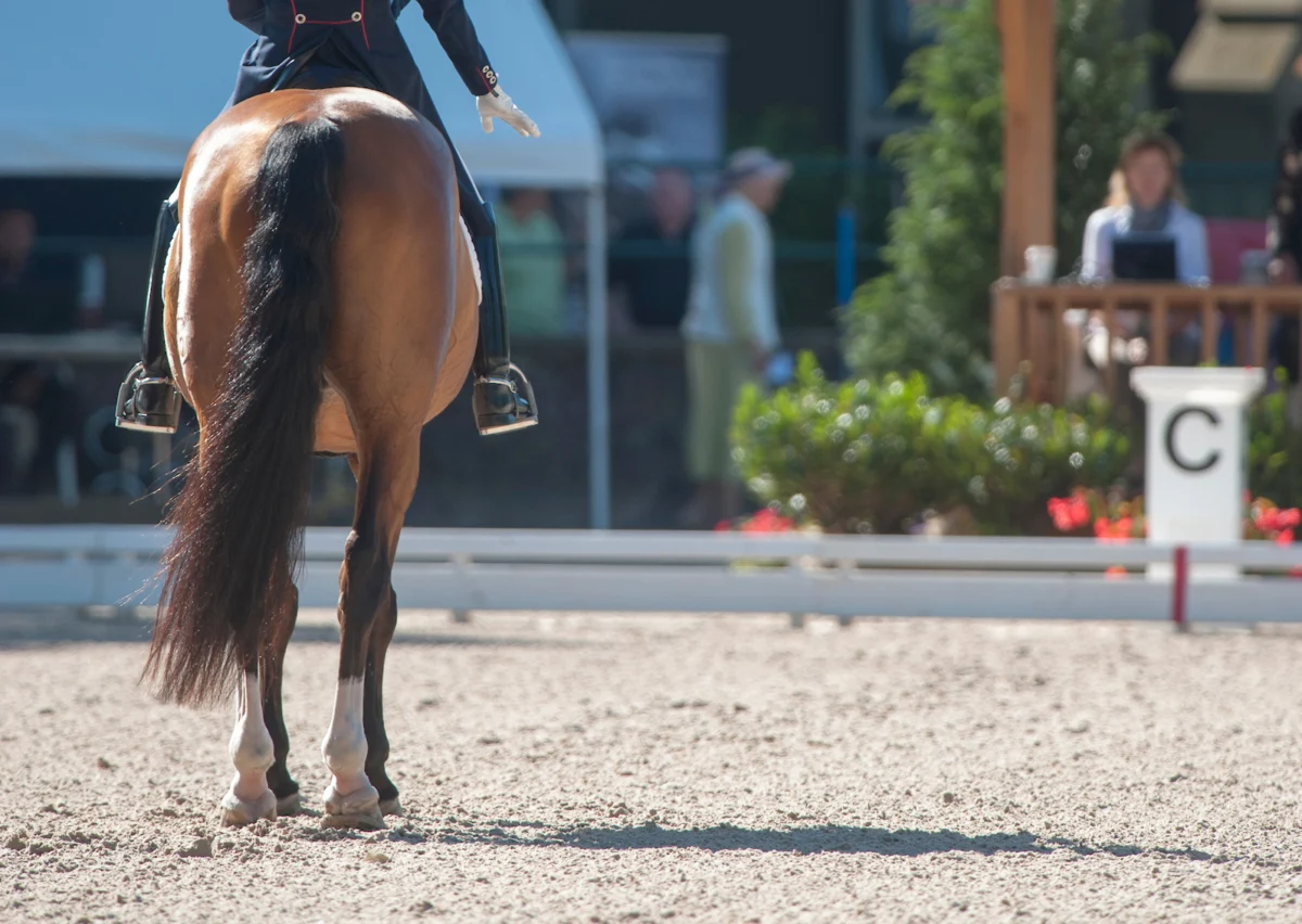 The Art of the Straight Centerline: Mastering Accuracy and Presence in Dressage Competition