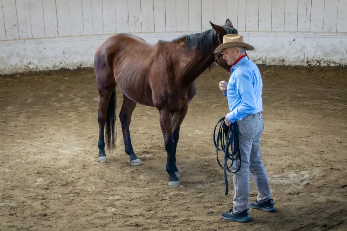 The Art of True Horsemanship: Building Trust Through Understanding and Communication