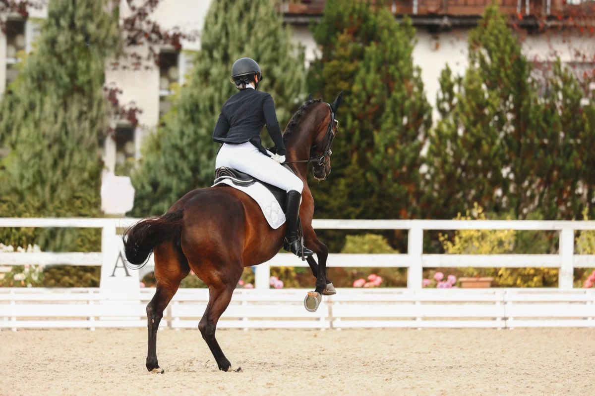 The Concept of Punishment in Equine Training: Correction Versus Retribution