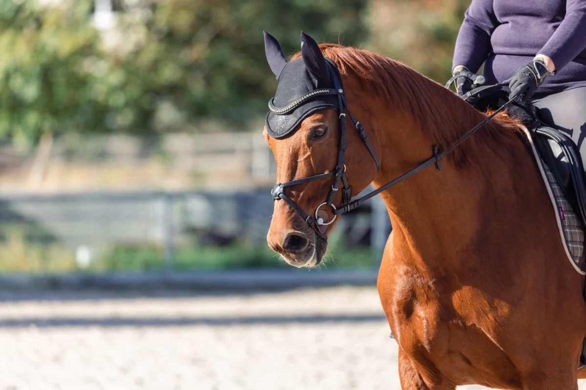 The Hunter Derby: A New Era of Strategic Horsemanship and Athletic Prowess in the Show Ring.