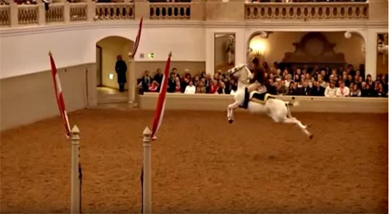 The Legacy of the Spanish Riding School: Preserving Centuries of Classical Horsemanship and Lipizzaner Heritage in Vienna