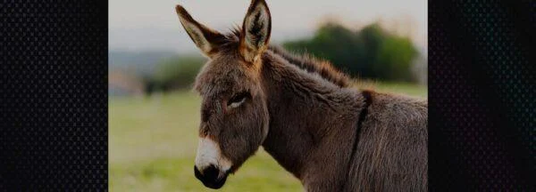 The Method Offers a Proven Framework for Training Donkey Foals