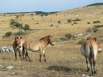 The Resilience of Przewalski’s Horse and the Evolving Science of Equine Conservation