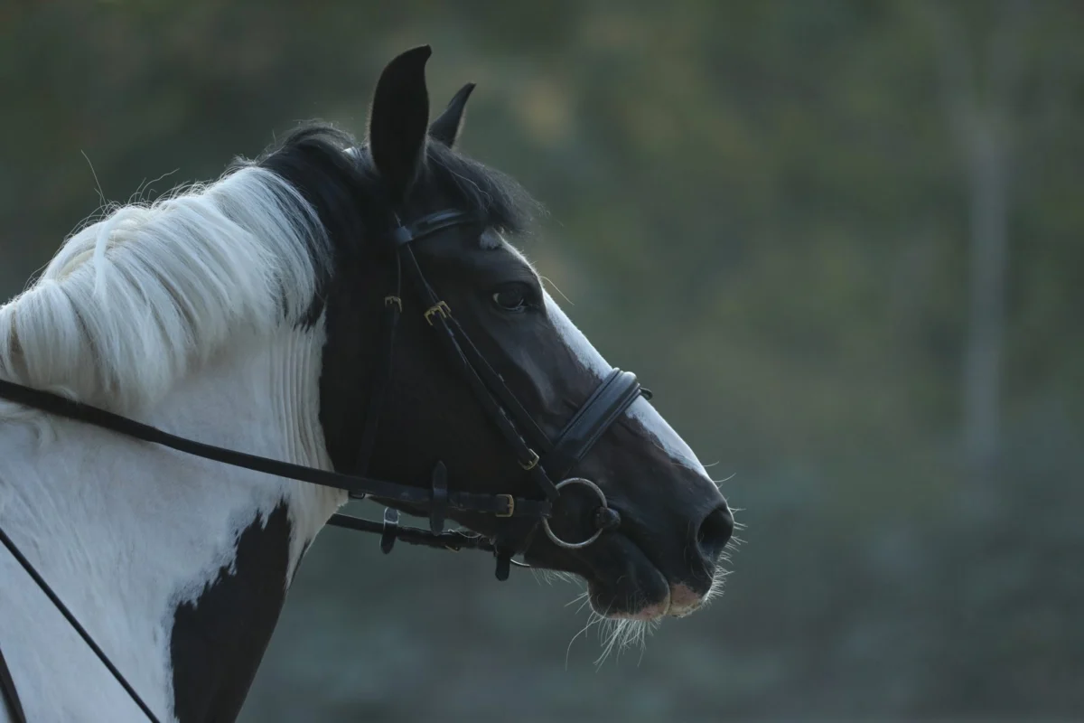 The Spotted Contender: Appaloosas Redefine Athleticism in Equestrian Sport