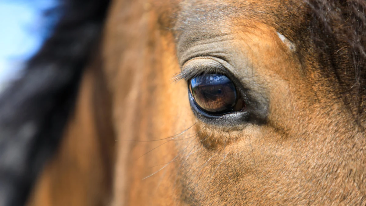 Tragic Animal Cruelty Strikes Renowned German Stud Farm: Police Investigate Multiple Horse Deaths and Injuries