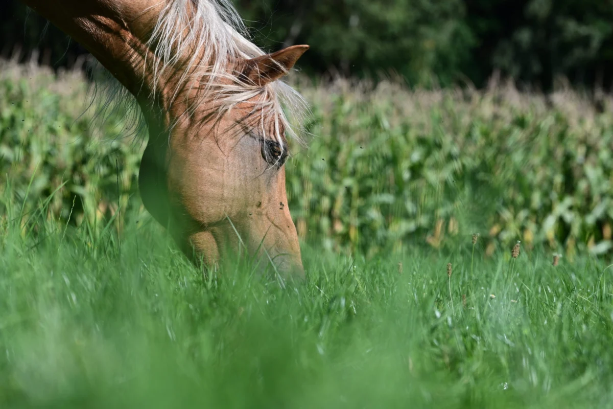 Two New Equine West Nile Virus Cases Reported in Tennessee and California Amidst Ongoing Seasonal Threat