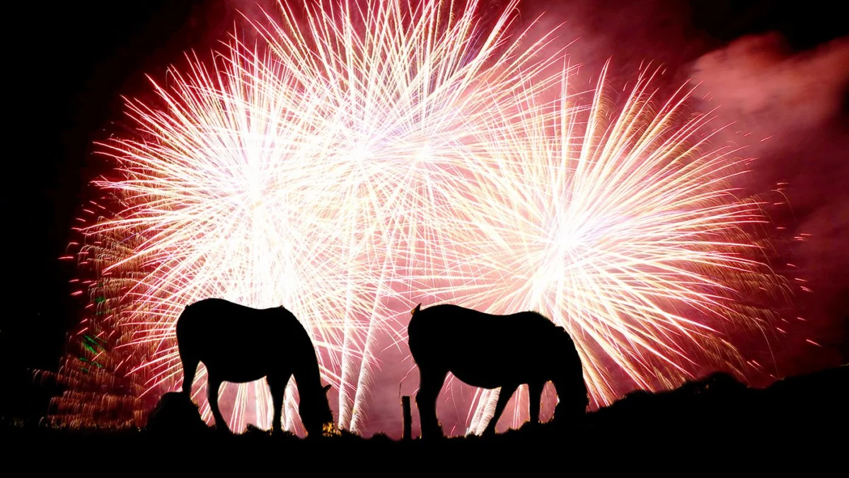 UK-Wide Ban on Private Fireworks Sought Amidst Mounting Animal Welfare Concerns and Awaited Government Consultation Results
