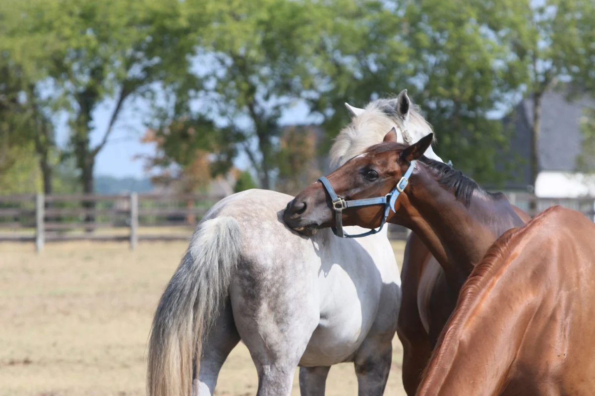Understanding and Managing Equine Cribbing: A Comprehensive Look at Causes, Consequences, and Prevention Strategies